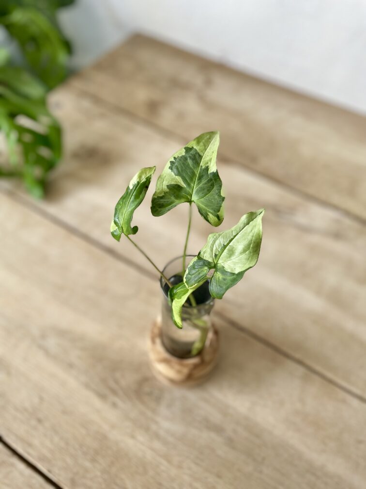 Zdjęcie rosliny doniczkowej Sadzonka Syngonium Three Kings, ujęcie 3