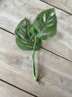 Zdjęcie rosliny doniczkowej Sadzonka szczytowa Monstera Esqueleto 1x43 cm, ujęcie 1