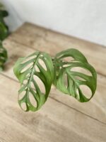 Zdjęcie rosliny doniczkowej Sadzonka szczytowa Monstera Esqueleto 1x43 cm, ujęcie 2