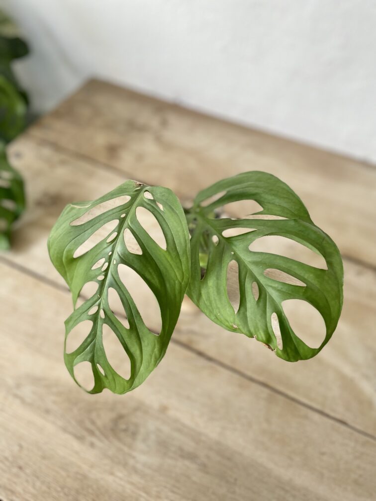 Zdjęcie rosliny doniczkowej Sadzonka szczytowa Monstera Esqueleto 1x43 cm, ujęcie 2