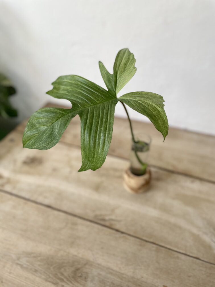 Zdjęcie rosliny doniczkowej Sadzonka Szczytowa Philodendron Florida Ghost 1x50 cm, ujęcie 1