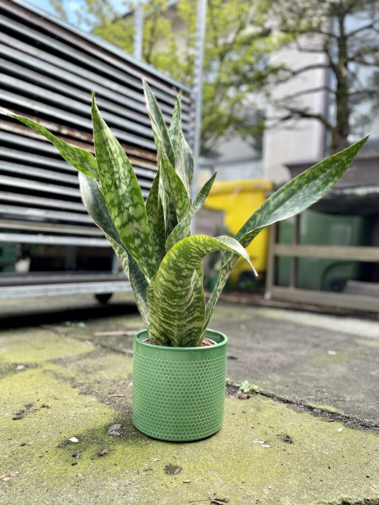 sansevieria-aubrytiana-dragon_17x70-1_1681551809.jpg Zdjęcie rosliny doniczkowej Sansevieria aubrytiana Dragon, ujęcie 1