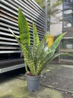 Zdjęcie rosliny doniczkowej Sansevieria aubrytiana Dragon, ujęcie 2
