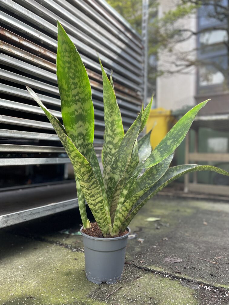 Zdjęcie rosliny doniczkowej Sansevieria aubrytiana Dragon, ujęcie 2