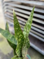 Zdjęcie rosliny doniczkowej Sansevieria aubrytiana Dragon, ujęcie 3
