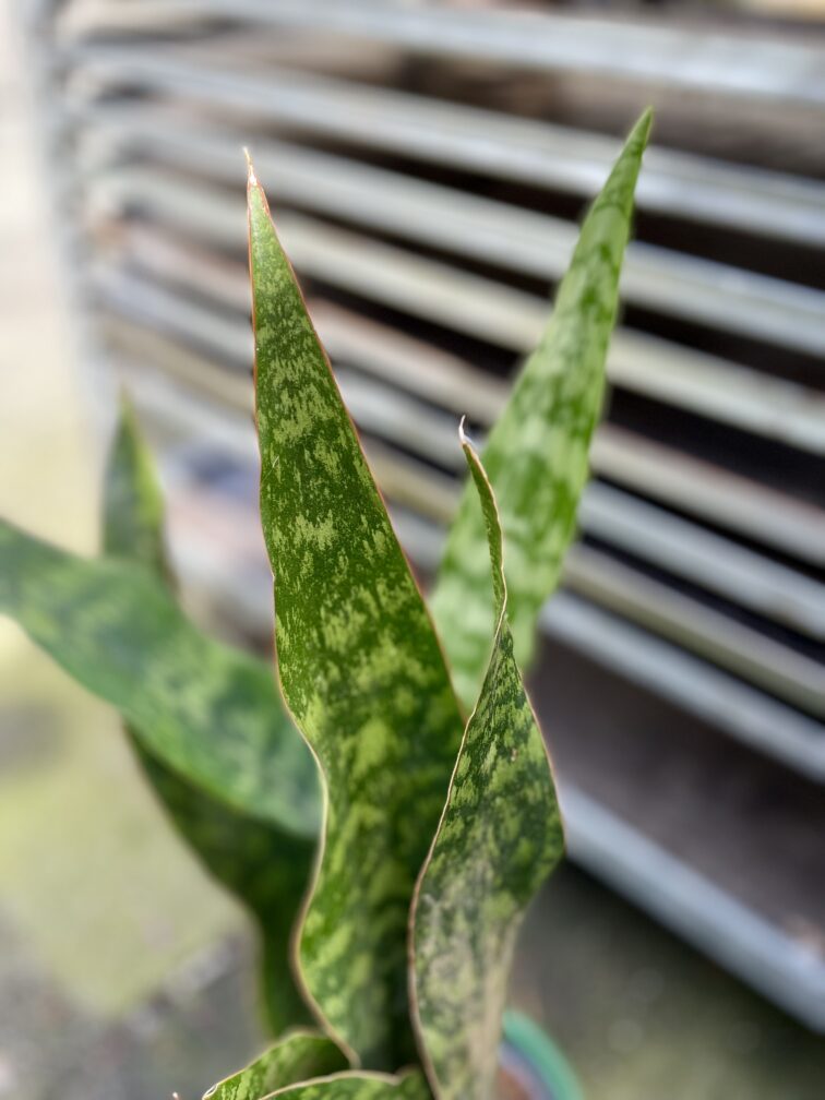 Zdjęcie rosliny doniczkowej Sansevieria aubrytiana Dragon, ujęcie 3