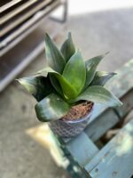 Zdjęcie rosliny doniczkowej Sansevieria Hahnii Black, ujęcie 1