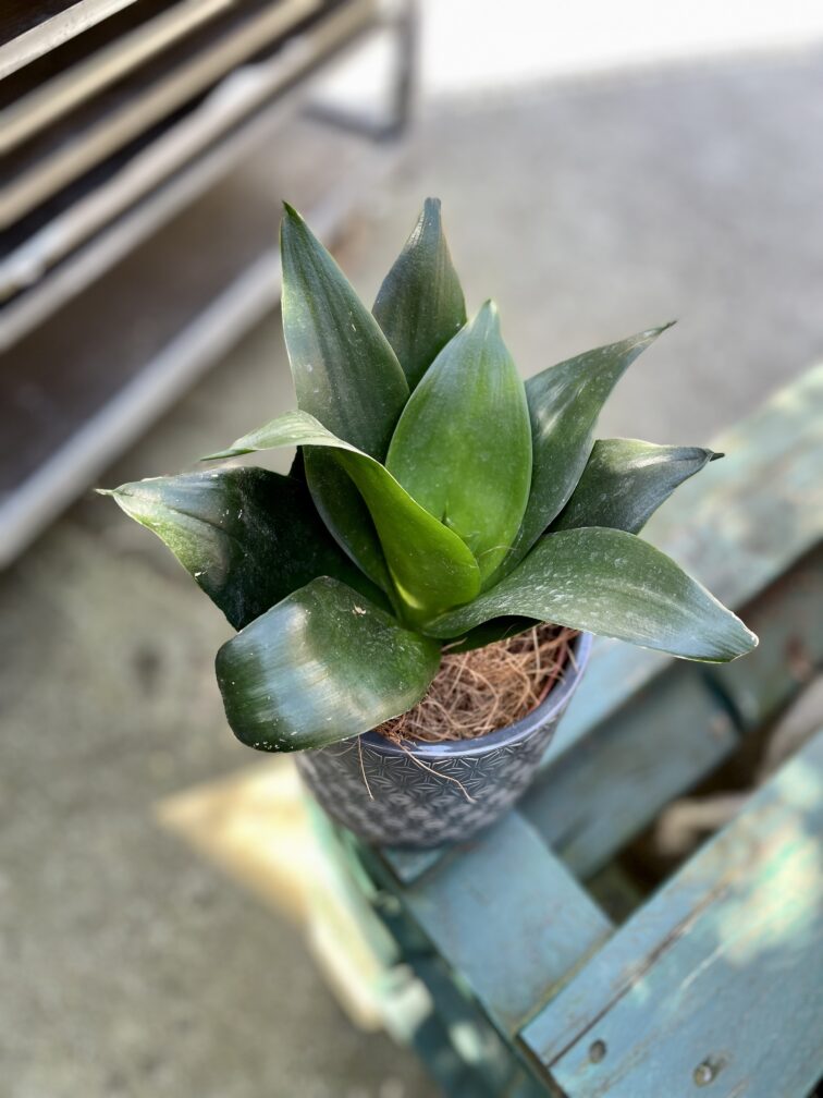 sansevieria-hahnii-black_12x25-1_1682158862.jpg Zdjęcie rosliny doniczkowej Sansevieria Hahnii Black, ujęcie 1