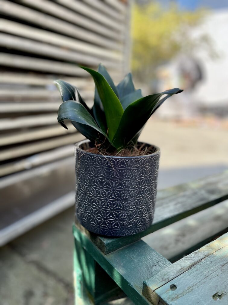 Zdjęcie rosliny doniczkowej Sansevieria Hahnii Black, ujęcie 2
