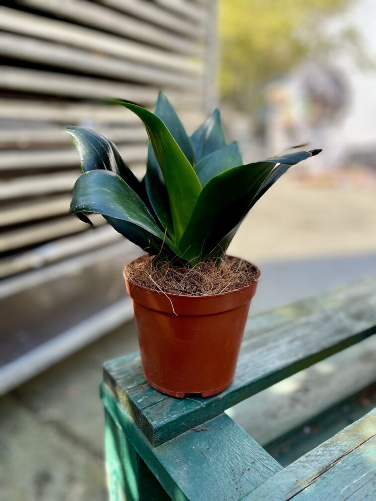 Zdjęcie rosliny doniczkowej Sansevieria Hahnii Black, ujęcie 3
