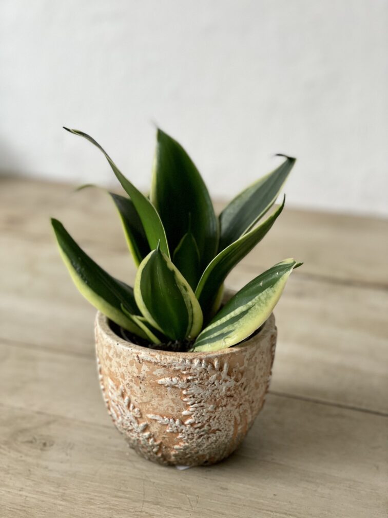 sansevieria-jade-pagoda_9x20-1_1680347575.jpg Zdjęcie rosliny doniczkowej Sansevieria Jade Pagoda, ujęcie 1