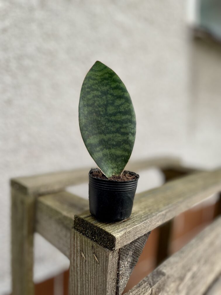 sansevieria-masoniana_4x12-1_1681552017.jpg Zdjęcie rosliny doniczkowej Sansevieria Masoniana, ujęcie 1