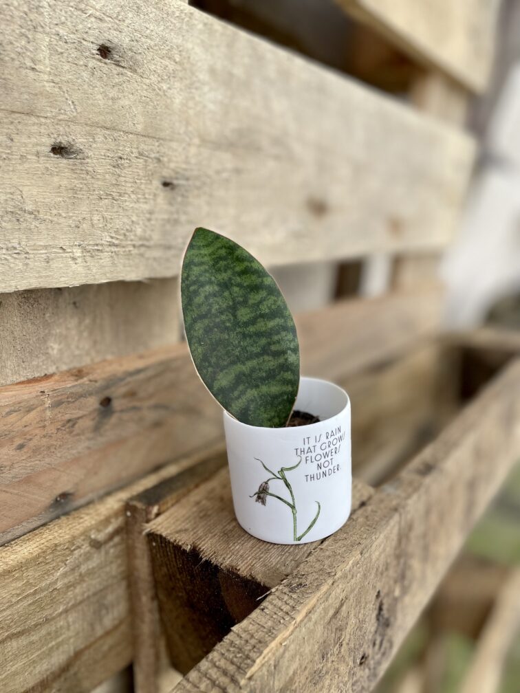 Zdjęcie rosliny doniczkowej Sansevieria Masoniana, ujęcie 2