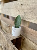 Zdjęcie rosliny doniczkowej Sansevieria Masoniana, ujęcie 3