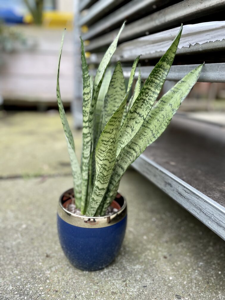 sansevieria-zeylanica_12x35-1_1681558480.jpg Zdjęcie rosliny doniczkowej Sansevieria Zeylanica, ujęcie 1