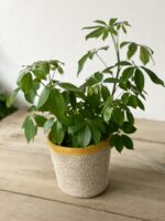 Zdjęcie rosliny doniczkowej Schefflera arboricola, ujęcie 1