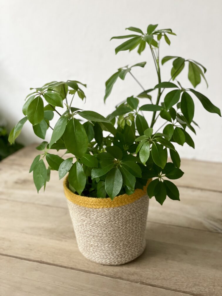 schefflera-arboricola_17x45-1_1680340292.jpg Zdjęcie rosliny doniczkowej Schefflera arboricola, ujęcie 1
