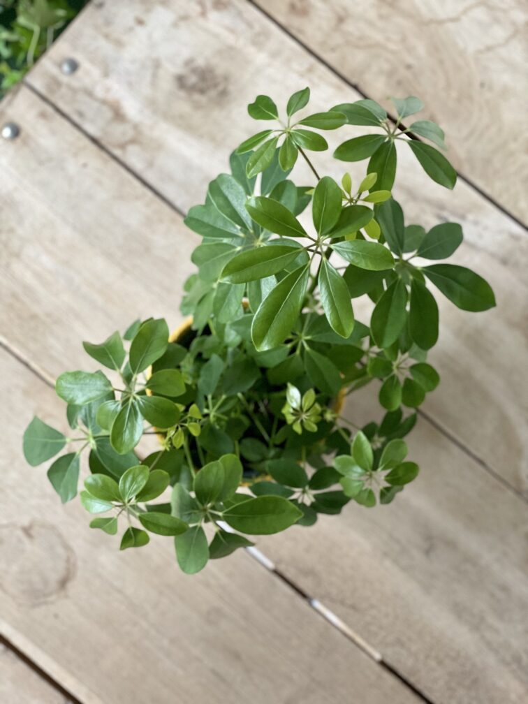 Zdjęcie rosliny doniczkowej Schefflera arboricola, ujęcie 2