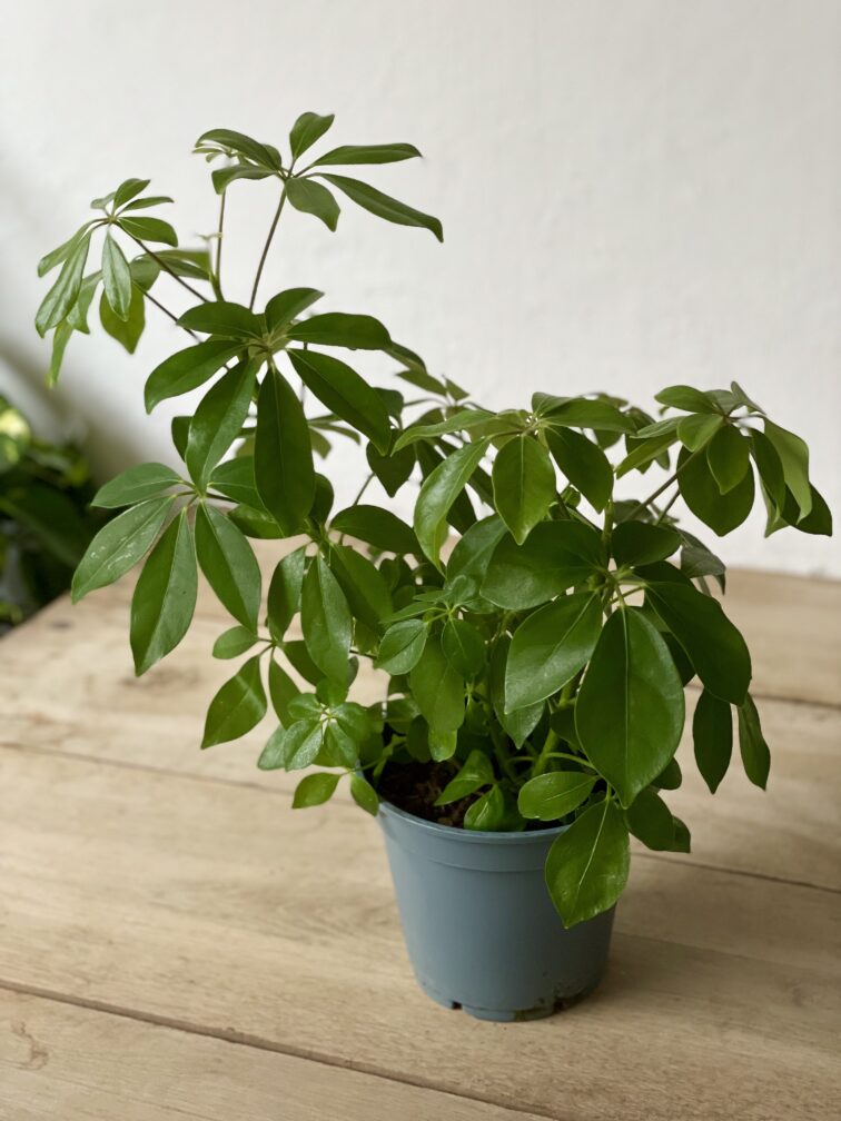 Zdjęcie rosliny doniczkowej Schefflera arboricola, ujęcie 3