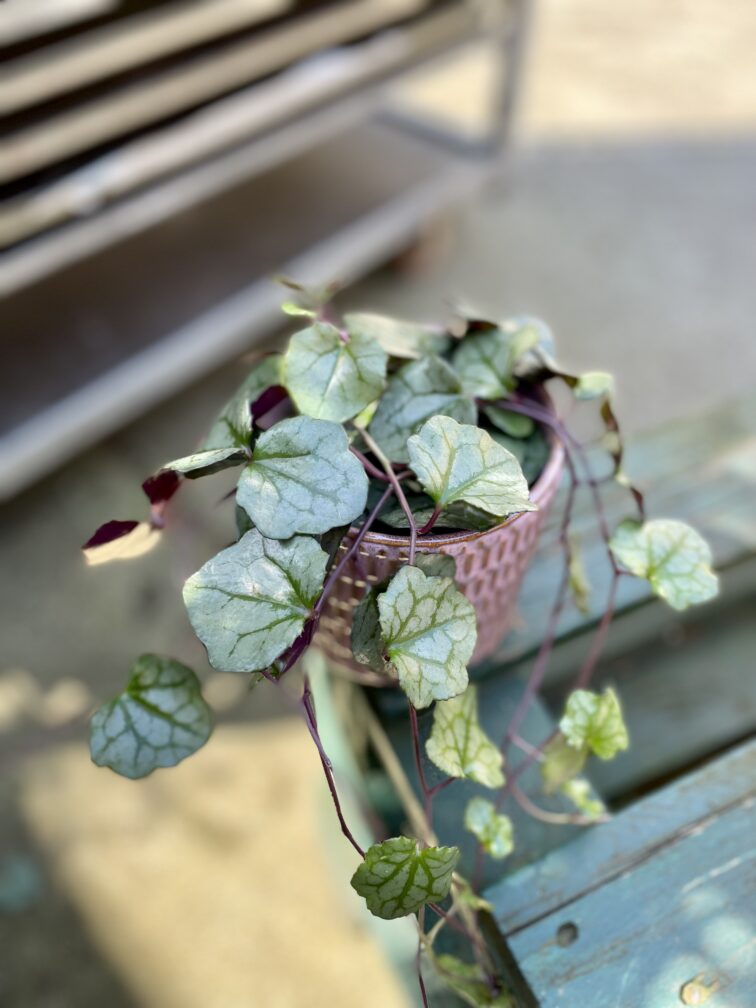 Zdjęcie rosliny doniczkowej Senecio mikanoides, ujęcie 1