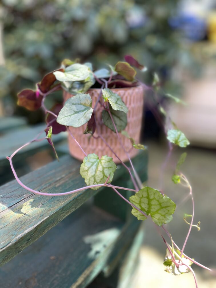 Zdjęcie rosliny doniczkowej Senecio mikanoides, ujęcie 3