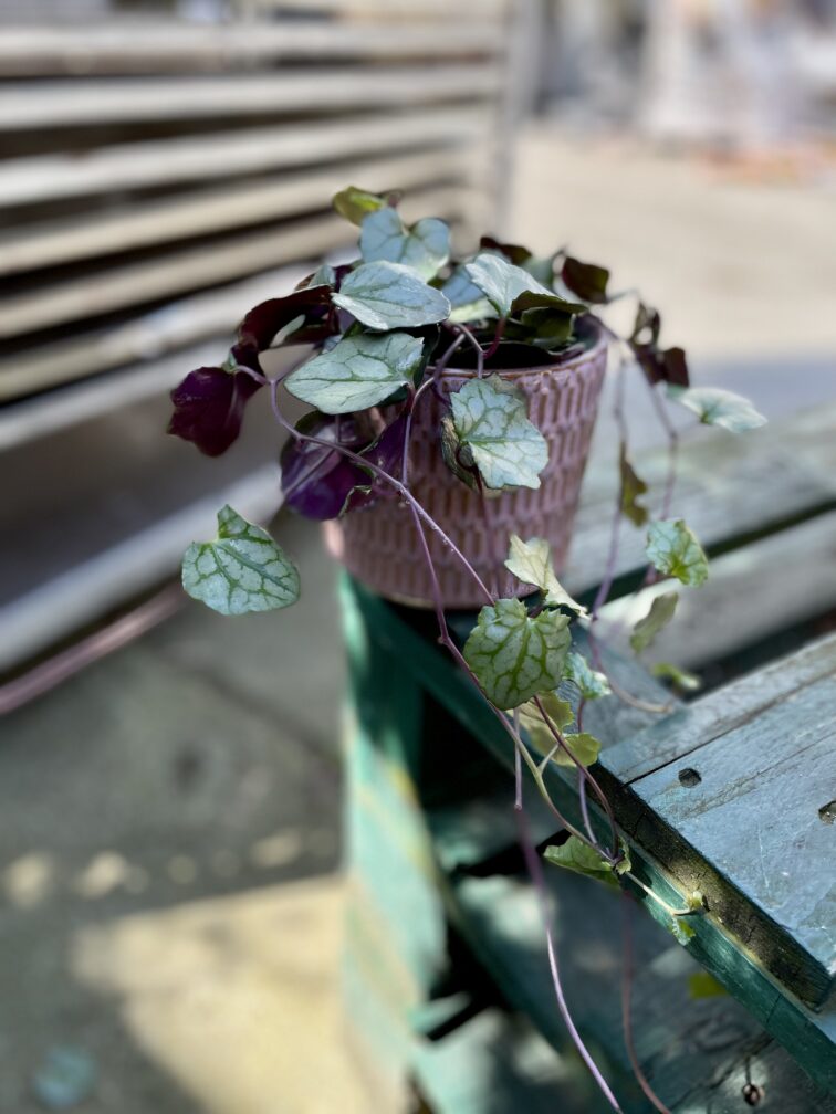 Zdjęcie rosliny doniczkowej Senecio mikanoides, ujęcie 4