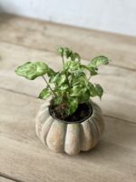 Zdjęcie rosliny doniczkowej Syngonium Batik, ujęcie 1