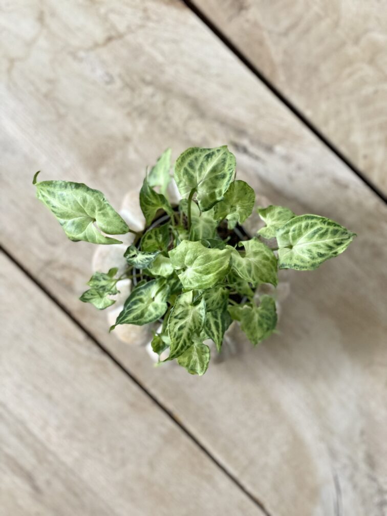 Zdjęcie rosliny doniczkowej Syngonium Batik, ujęcie 2