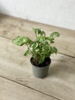 Zdjęcie rosliny doniczkowej Syngonium Batik, ujęcie 3