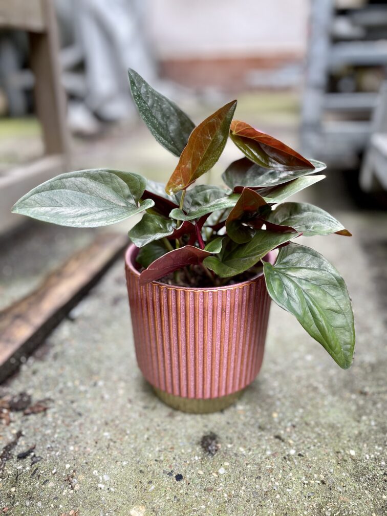 Zdjęcie rosliny doniczkowej Syngonium Erythrophyllum Red Arrow, ujęcie 1