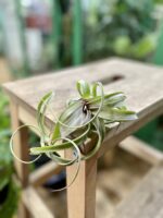 Zdjęcie rosliny doniczkowej Tillandsia Curly Slim (Oplątwa), ujęcie 1