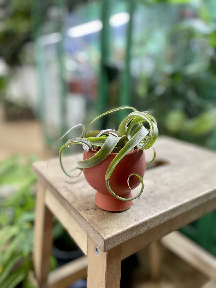 Zdjęcie rosliny doniczkowej Tillandsia Curly Slim (Oplątwa), ujęcie 2