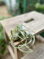 Zdjęcie rosliny doniczkowej Tillandsia Curly Slim (Oplątwa), ujęcie 3
