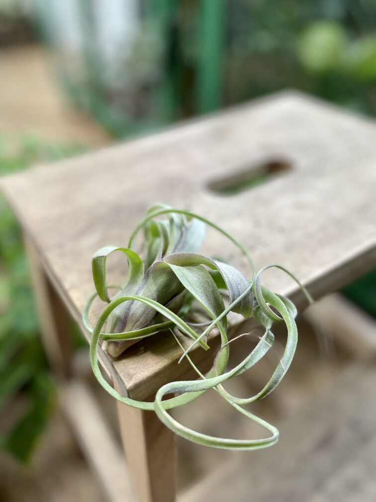 Zdjęcie rosliny doniczkowej Tillandsia Curly Slim (Oplątwa), ujęcie 3