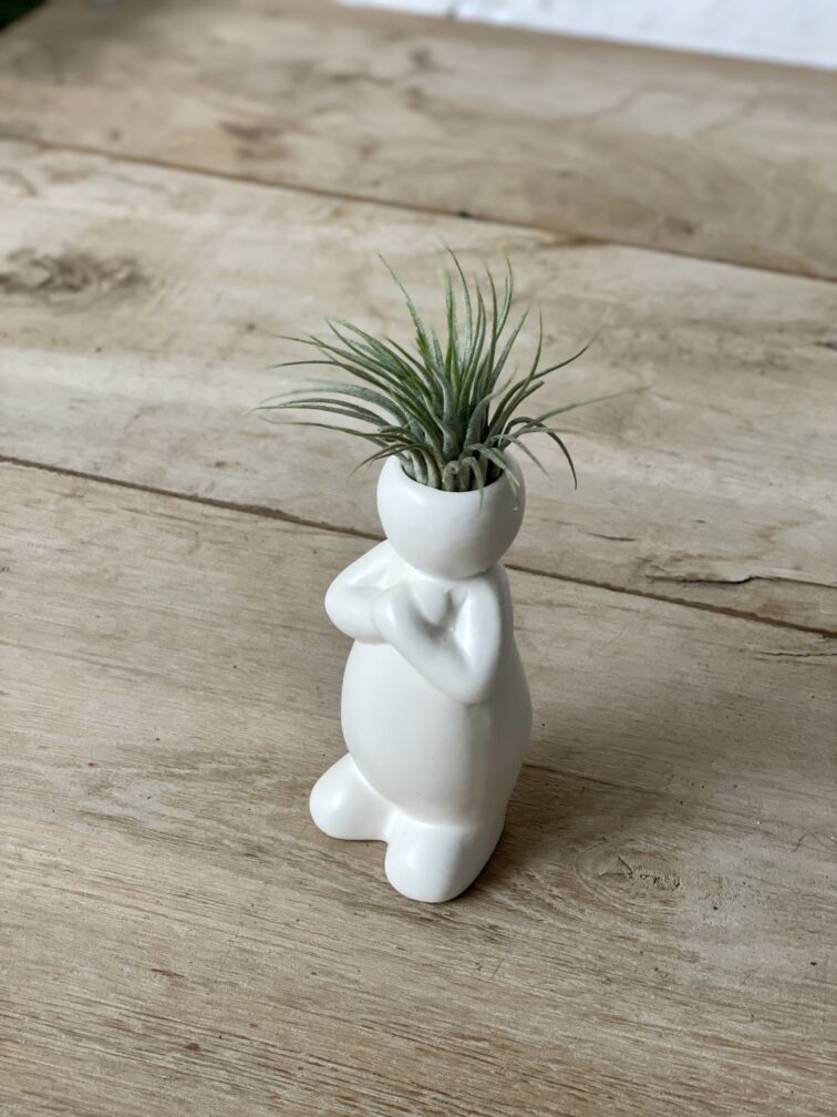 Zdjęcie rosliny doniczkowej Tillandsia Ionantha (Oplątwa) z podstawką Bill 5x17 cm, ujęcie 1