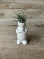 Zdjęcie rosliny doniczkowej Tillandsia Ionantha (Oplątwa) z podstawką Bill 5x17 cm, ujęcie 2