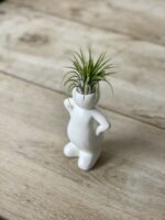 Zdjęcie rosliny doniczkowej Tillandsia Ionantha (Oplątwa) z podstawką Jeff 5x16 cm, ujęcie 1