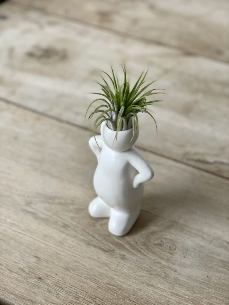 Zdjęcie rosliny doniczkowej Tillandsia Ionantha (Oplątwa) z podstawką Jeff 5x16 cm, ujęcie 1