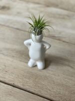Zdjęcie rosliny doniczkowej Tillandsia Ionantha (Oplątwa) z podstawką Jeff 5x16 cm, ujęcie 2
