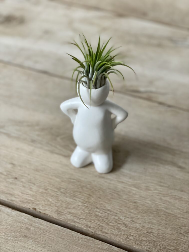Zdjęcie rosliny doniczkowej Tillandsia Ionantha (Oplątwa) z podstawką Jeff 5x16 cm, ujęcie 2