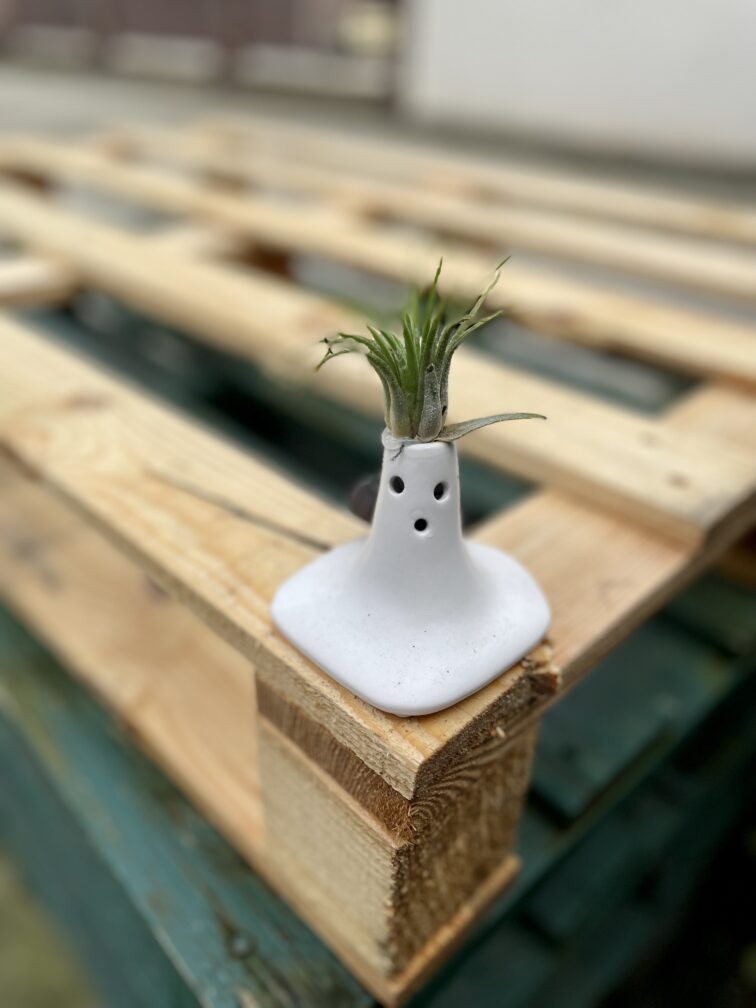 tillandsia-ionantha_zpodstawkasurprise9x12cm-1_1680943736.jpg Zdjęcie rosliny doniczkowej Tillandsia Ionantha (Oplątwa) Z Podstawką Surprise 9x12 cm, ujęcie 1