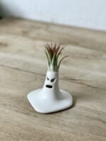 Zdjęcie rosliny doniczkowej Tillandsia Ionantha (Oplątwa) z podstawką The Angry Scream 9x13 cm, ujęcie 1