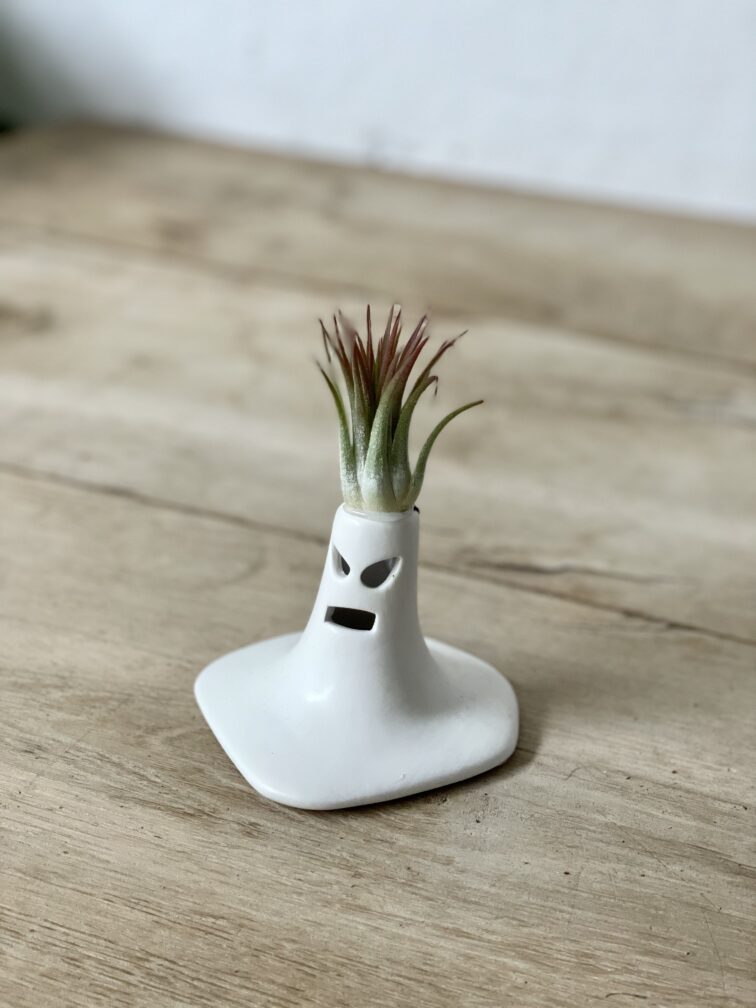 tillandsia-ionantha_zpodstawkatheangryscream9x13cm-1_1680340681.jpg Zdjęcie rosliny doniczkowej Tillandsia Ionantha (Oplątwa) z podstawką The Angry Scream 9x13 cm, ujęcie 1