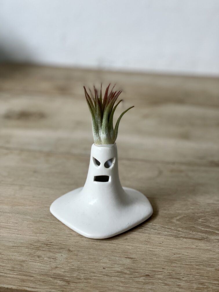 Zdjęcie rosliny doniczkowej Tillandsia Ionantha (Oplątwa) z podstawką The Angry Scream 9x13 cm, ujęcie 2