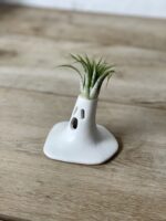Zdjęcie rosliny doniczkowej Tillandsia Ionantha (Oplątwa) z podstawką The Scary Scream 9x12 cm, ujęcie 1