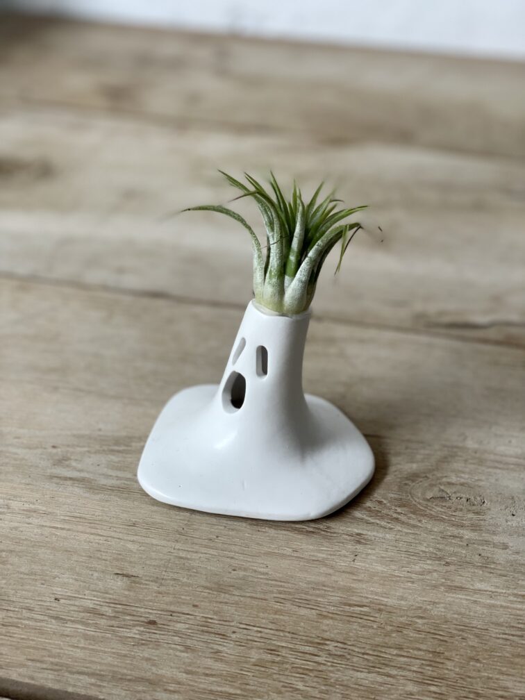 tillandsia-ionantha_zpodstawkathescaryscream9x12cm-1_1680340734.jpg Zdjęcie rosliny doniczkowej Tillandsia Ionantha (Oplątwa) z podstawką The Scary Scream 9x12 cm, ujęcie 1