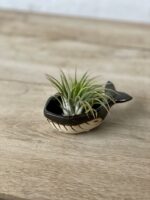 Zdjęcie rosliny doniczkowej Tillandsia Ionantha (Oplątwa) Z podstawką Wieloryb 8x12 cm, ujęcie 1