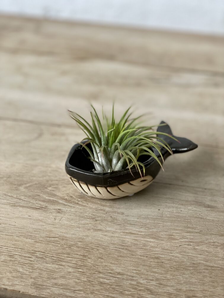 tillandsia-ionantha_zpodstawkawieloryb8x12cm-1_1680346807.jpg Zdjęcie rosliny doniczkowej Tillandsia Ionantha (Oplątwa) Z podstawką Wieloryb 8x12 cm, ujęcie 1