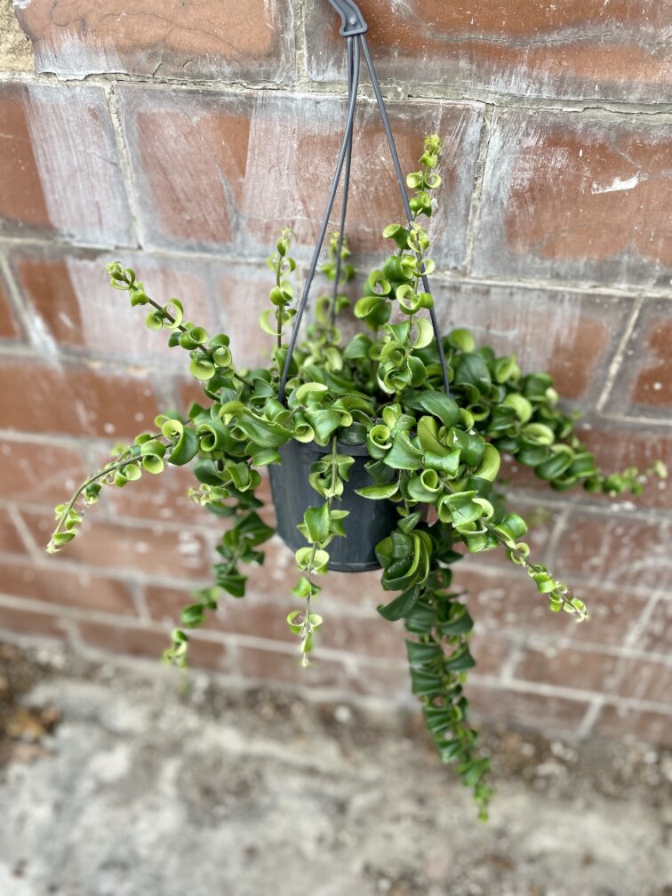 Zdjęcie rosliny doniczkowej Aeschynanthus Rasta, ujęcie 3