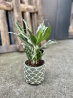 Zdjęcie rosliny doniczkowej Aglaonema Greyhound, ujęcie 1